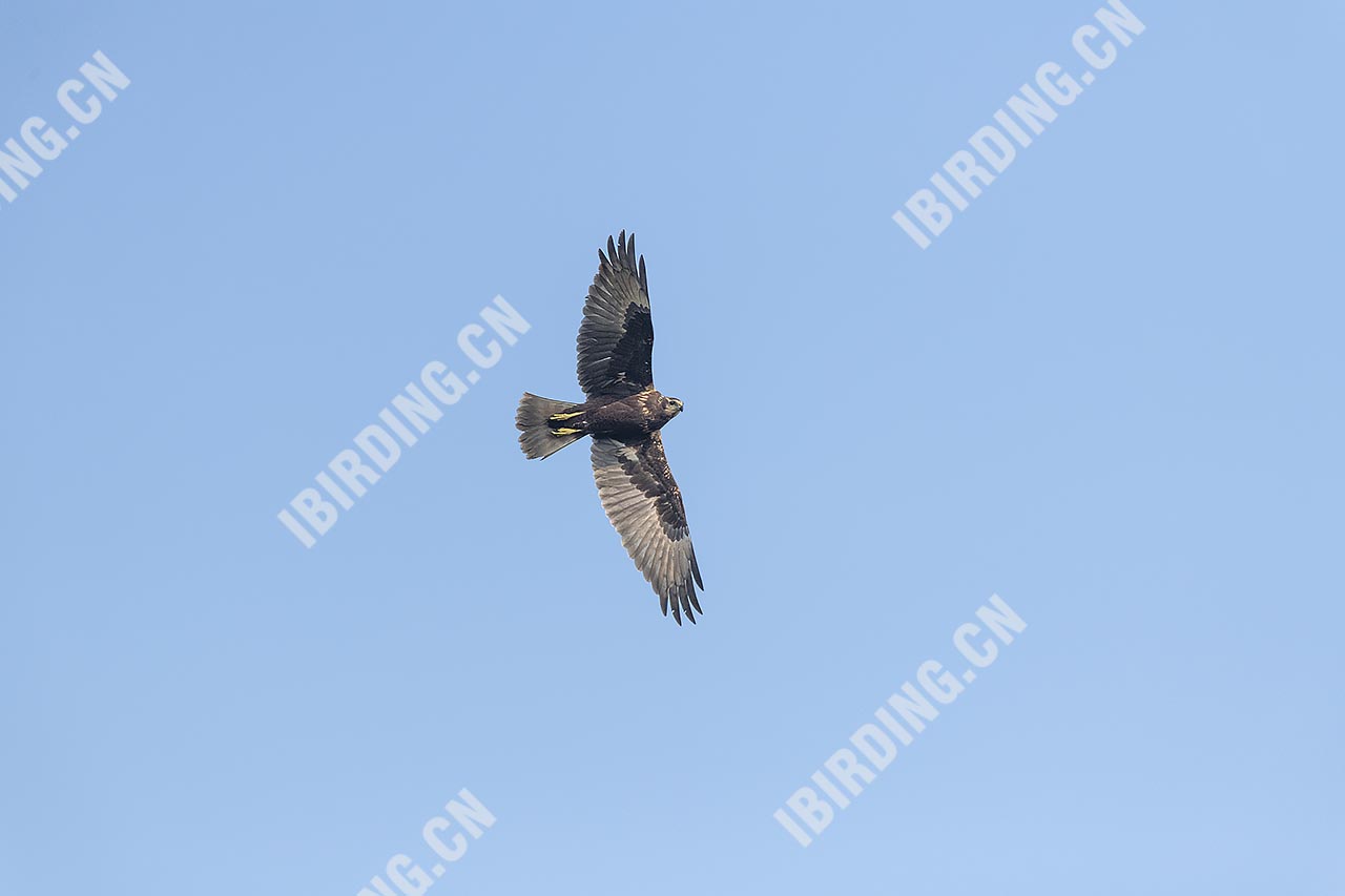 白腹鹞 Eastern Marsh-Harrier