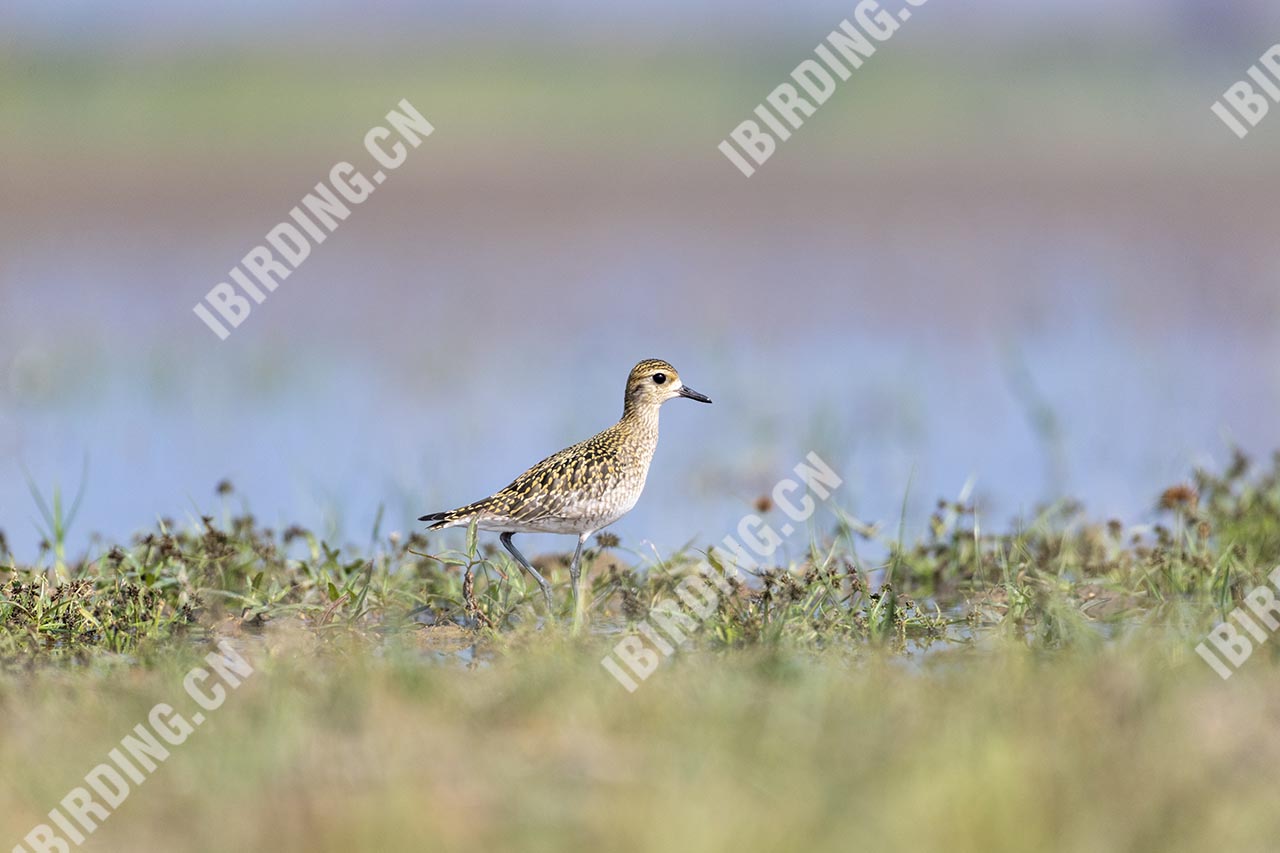 金斑鸻 Pacific Golden Plover