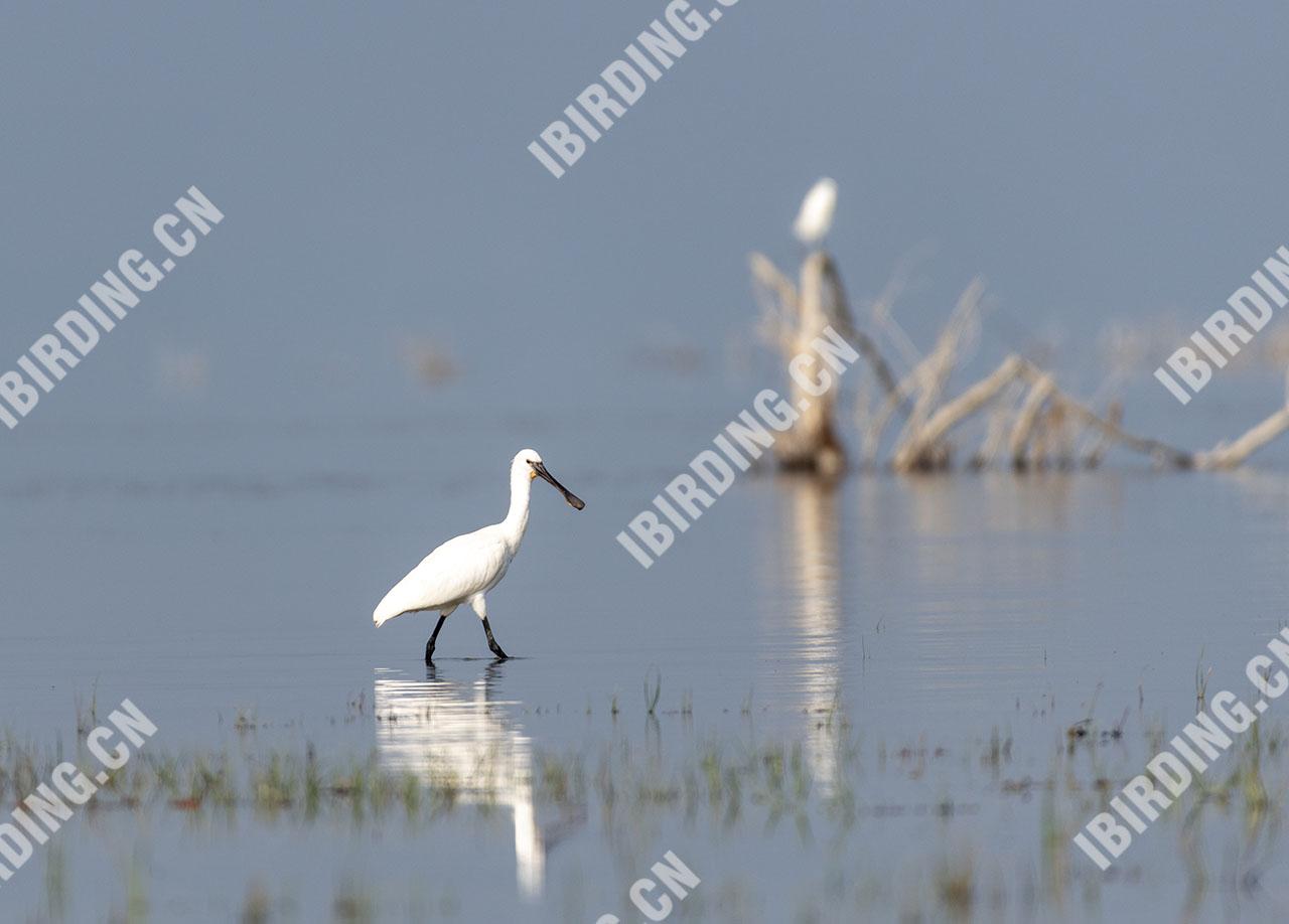 白琵鹭 White Spoonbill