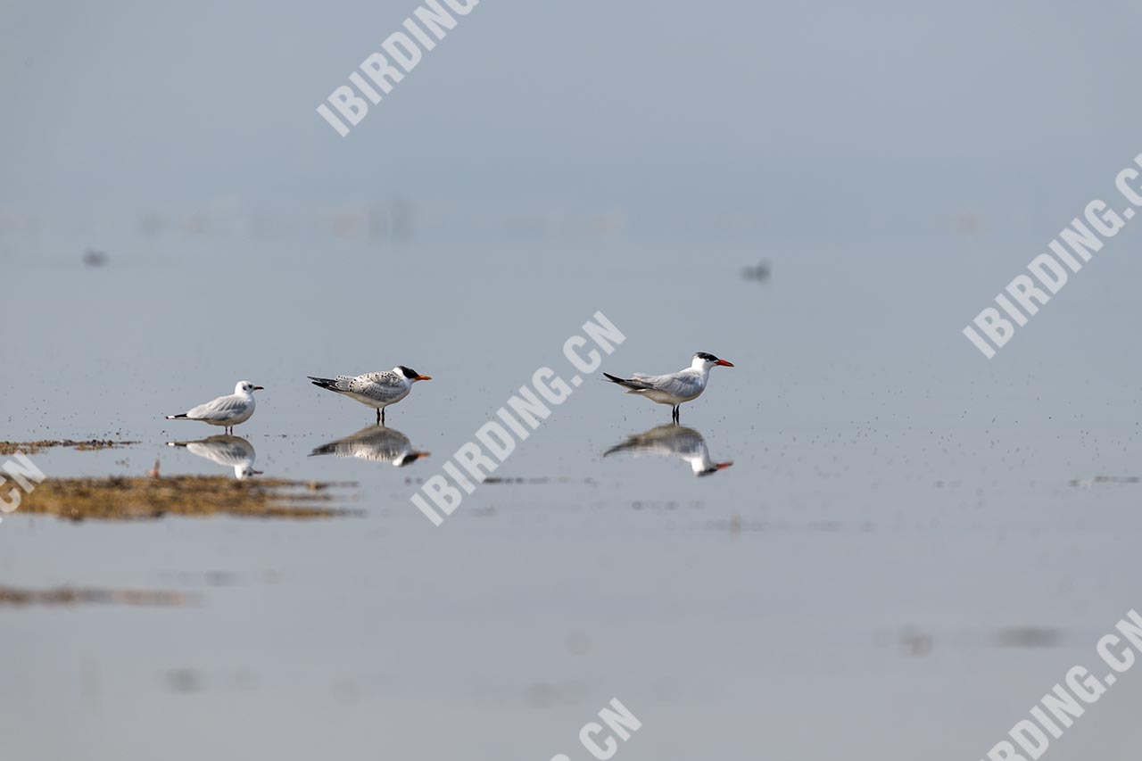 红嘴巨鸥 Caspian Tern