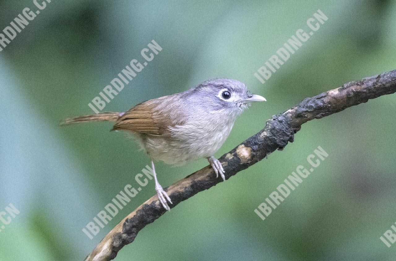 白眶雀鹛 Nepal Fulvetta