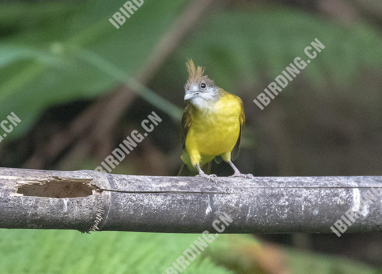 黄腹冠鹎 Yellow-bcllied Bulbul