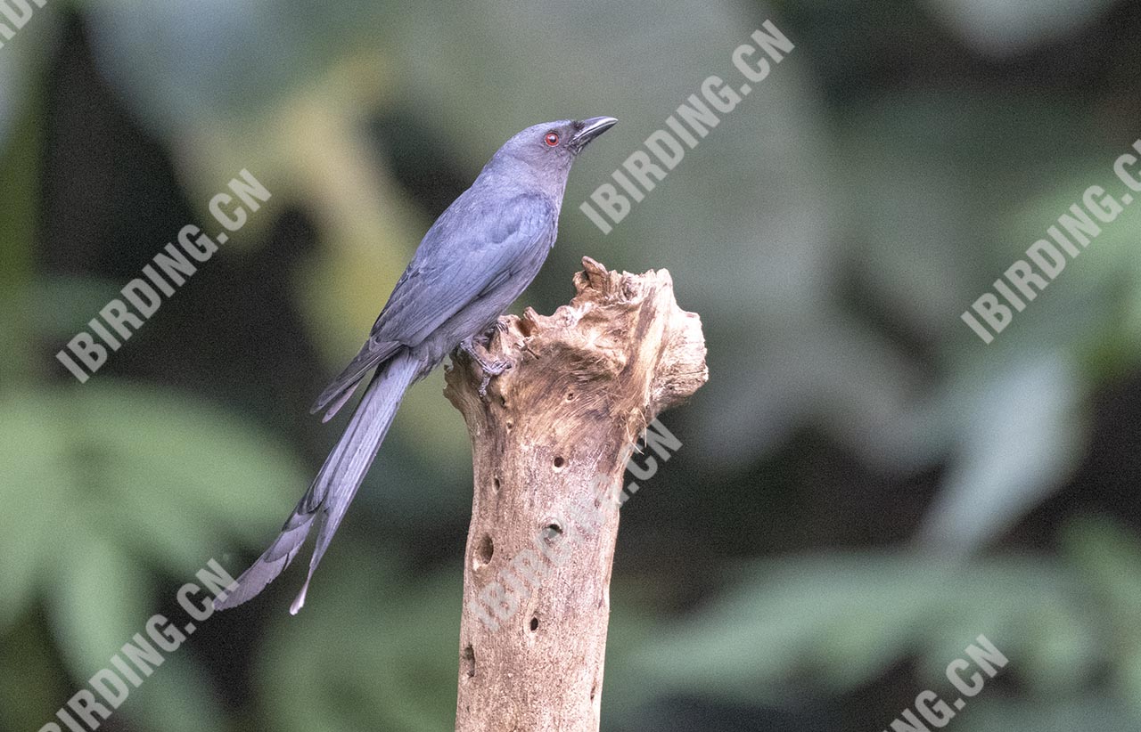 灰卷尾 Ashy Drongo