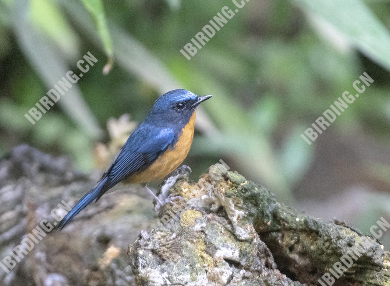 山蓝仙鹟 Hill Blue-Flycatcher