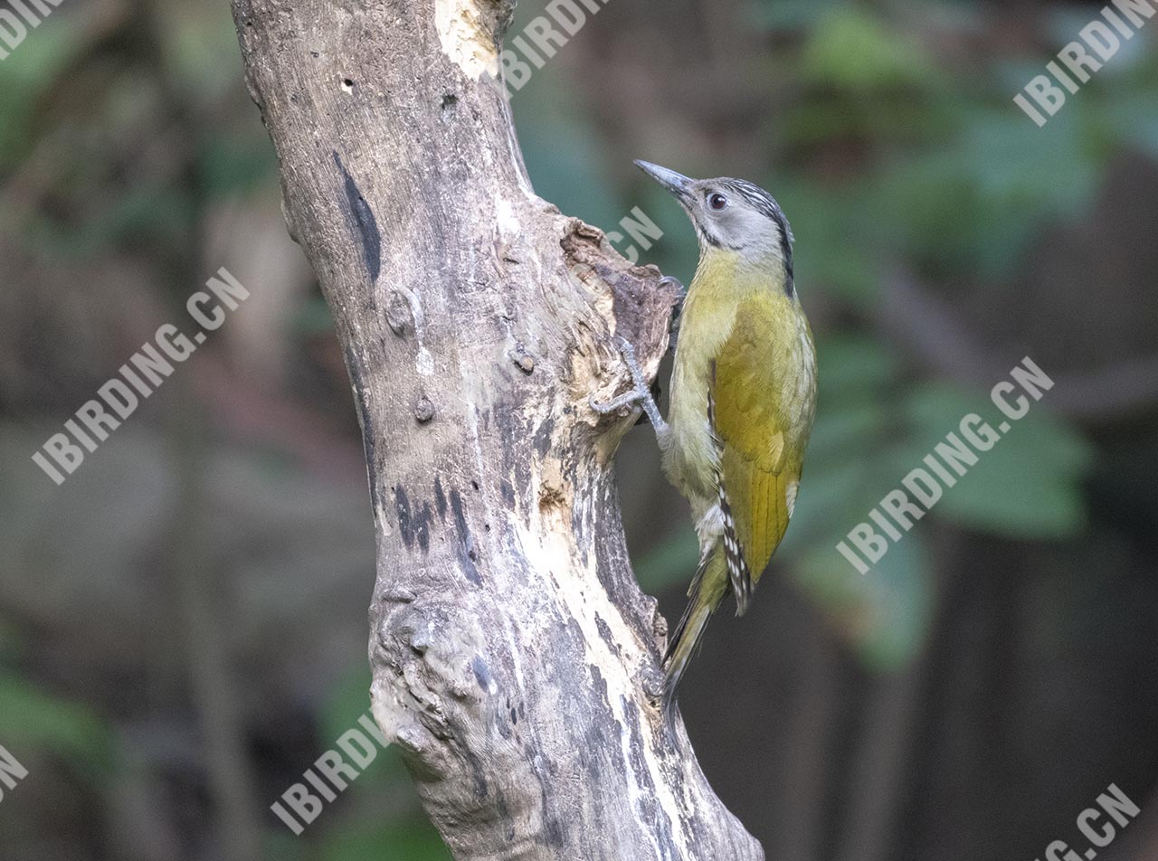 灰头绿啄木鸟 Grey-headed Woodpecker