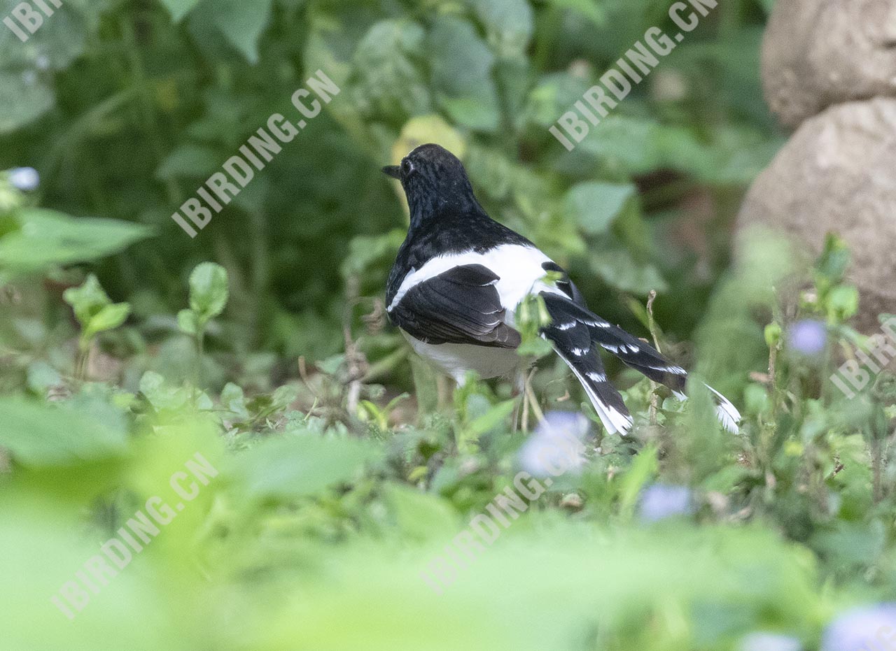 白额燕尾 White-crowned Forktail