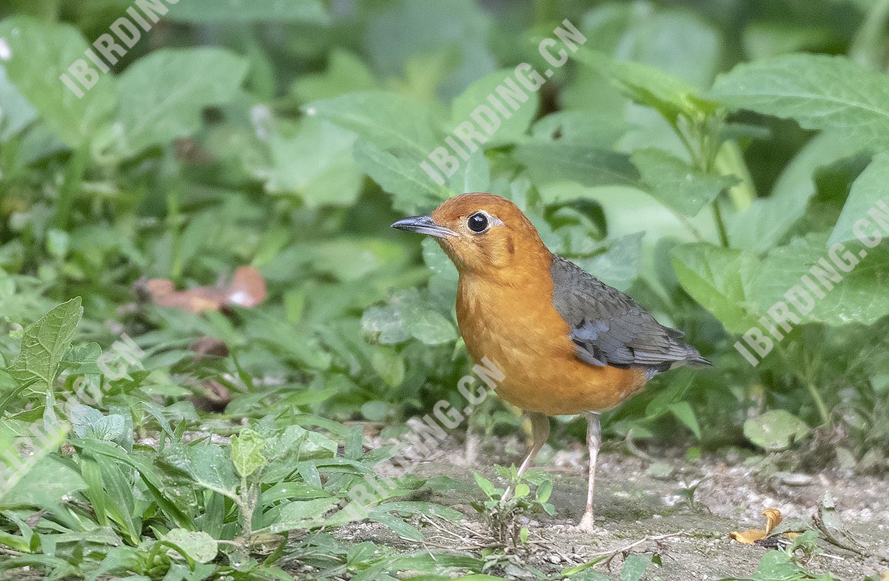 橙头地鸫 Orange-headed Thrush