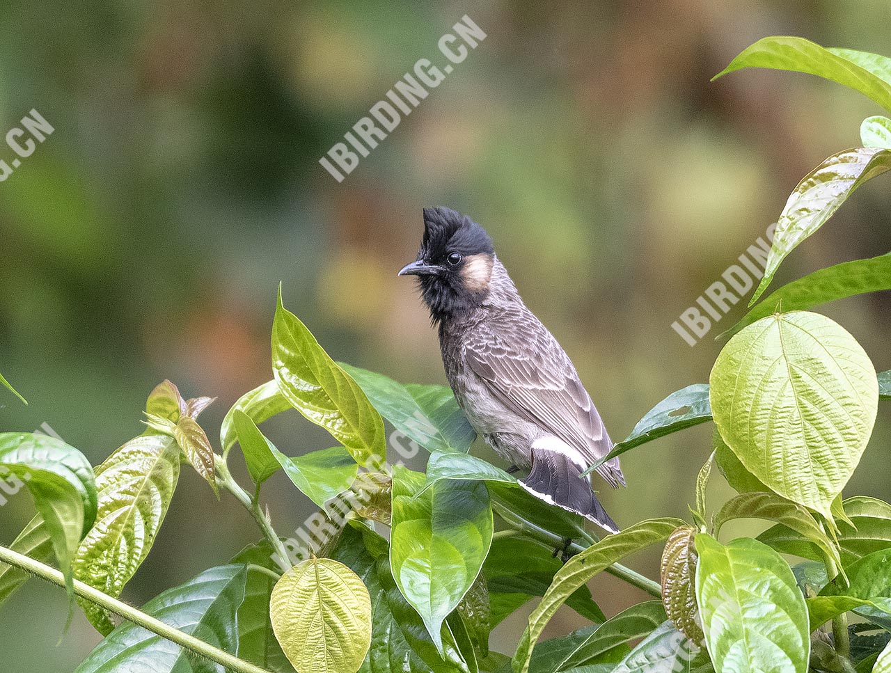 黑喉红臀鹎 Red-vented Bulbul