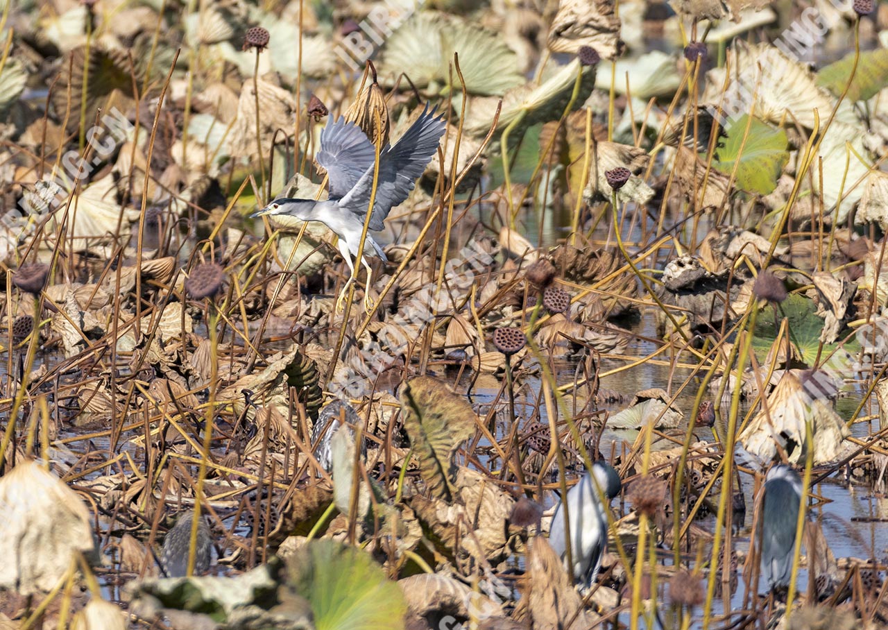 夜鹭 Black-crowned Night-Heron