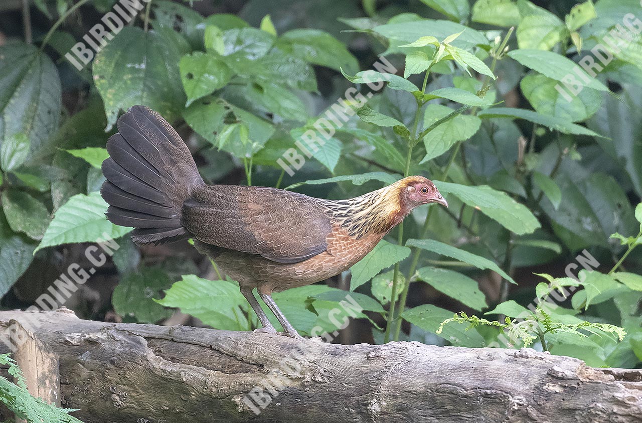 红原鸡 Red Junglefowl