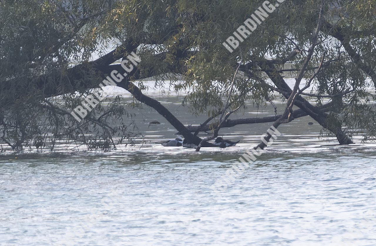 长尾鸭 Long-tailed Duck