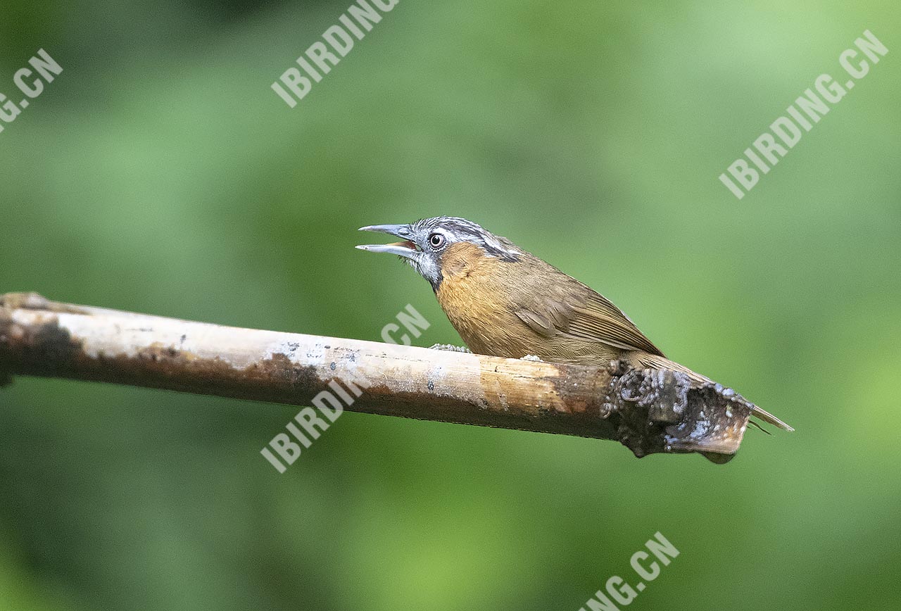 黑头穗鹛 Grey-throated Babbler