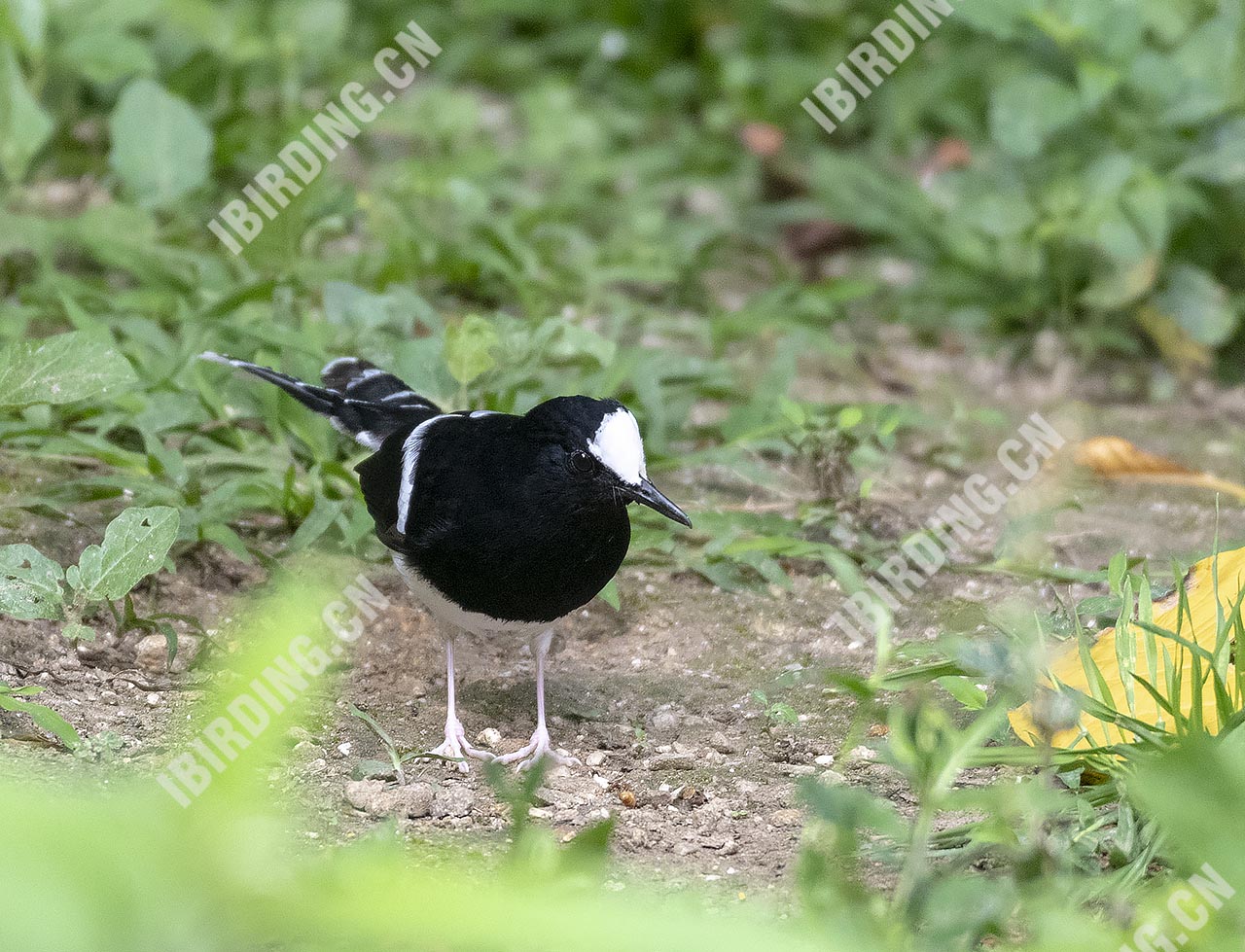 小燕尾 Little Forktail