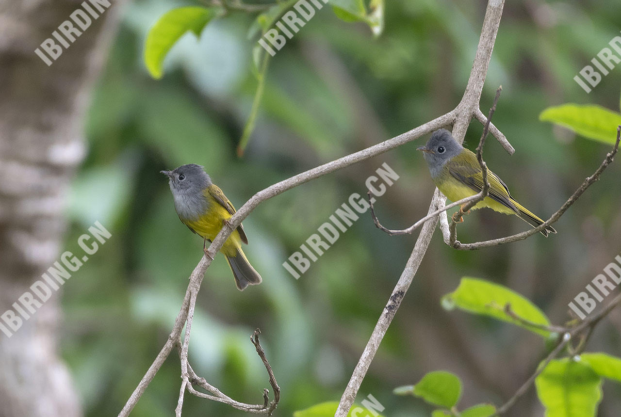 方尾鹟 Grey-headed Canary-Flycat