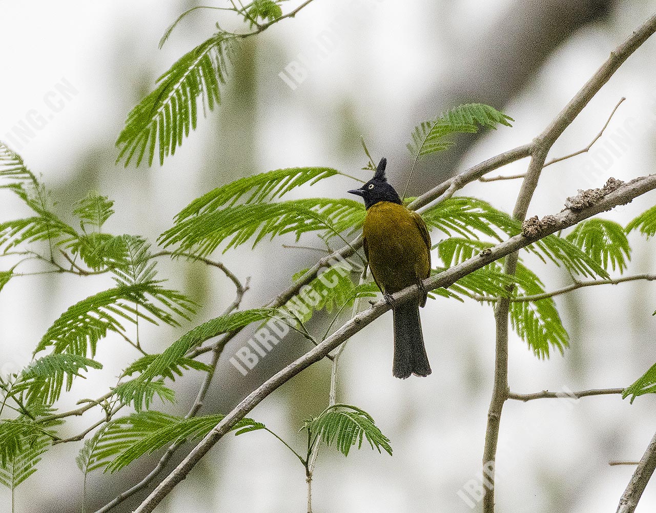 黑冠黄鹎 Black-crested Bulbul