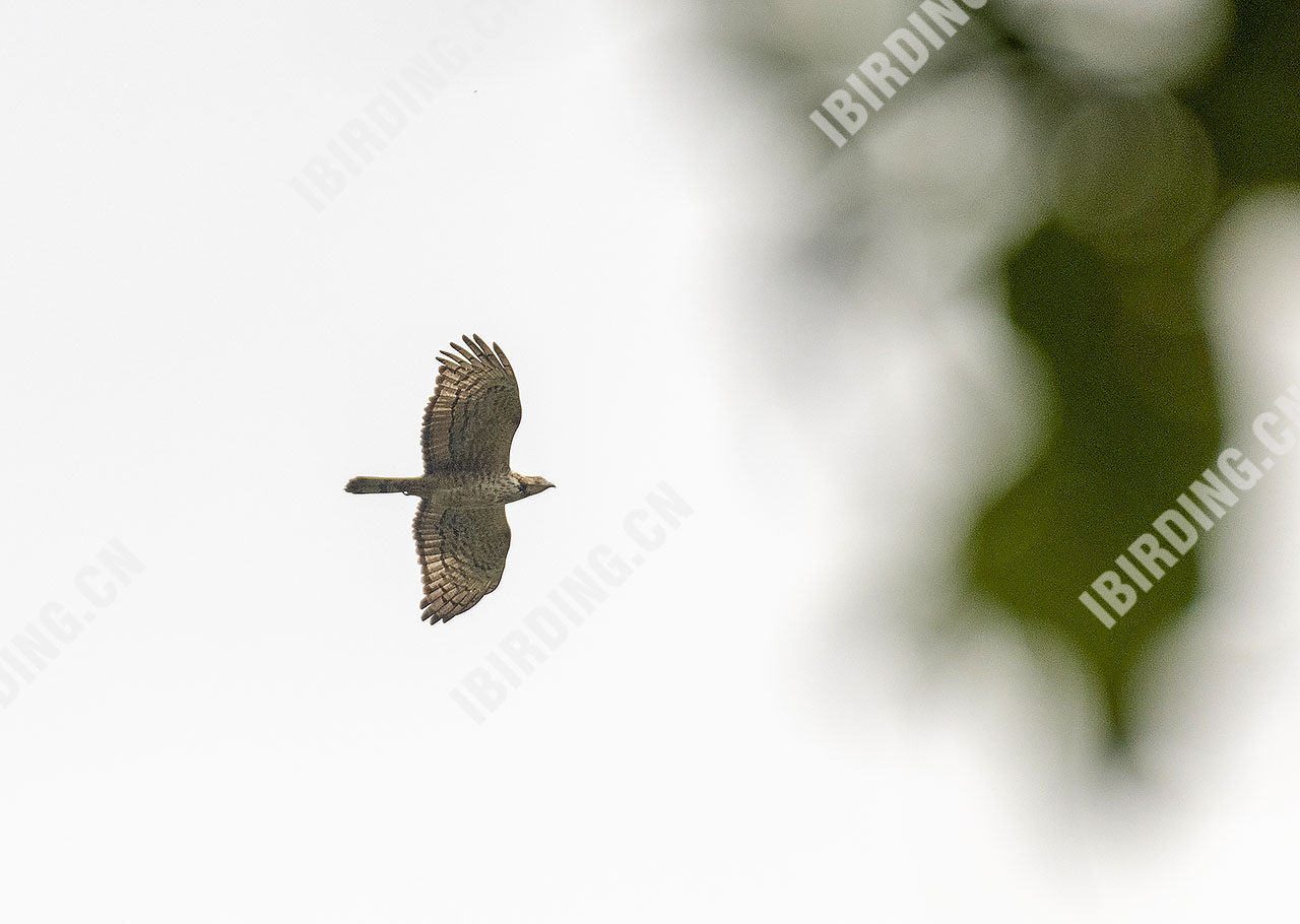 凤头蜂鹰 Oriental Honey-buzzard