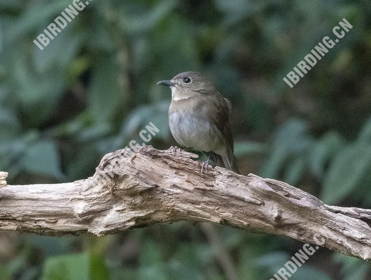 白尾蓝仙鹟 White-tailed Flycatcher