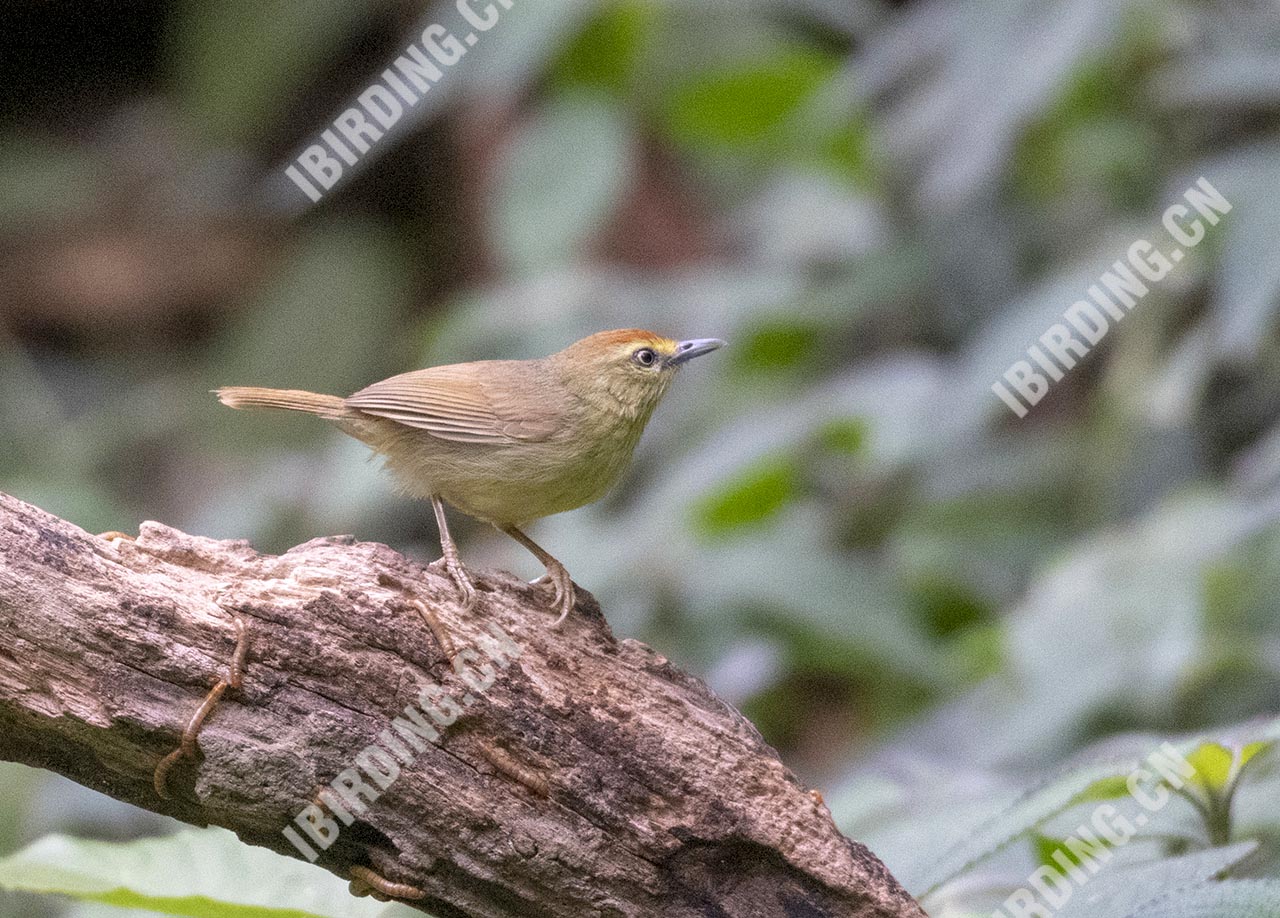 红头穗鹛 Rufous-capped Babbler