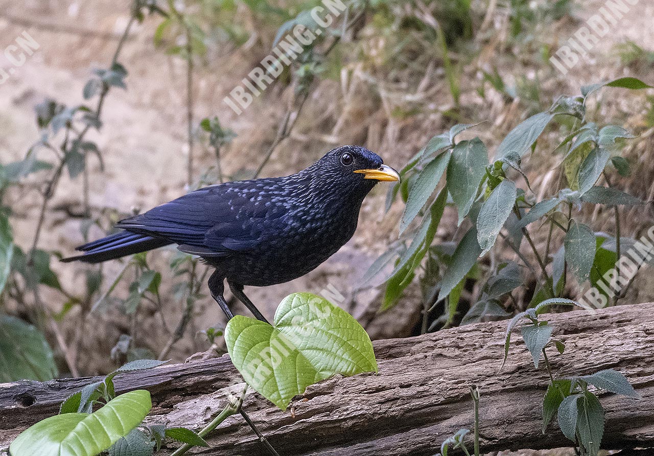 紫啸鸫 Blue Whistling-Thrush