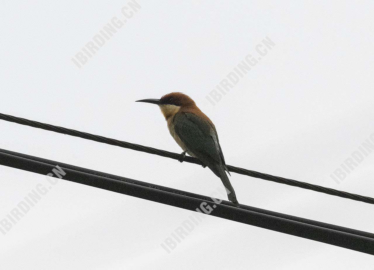 栗头蜂虎 Chestnut-headed Bee-eater