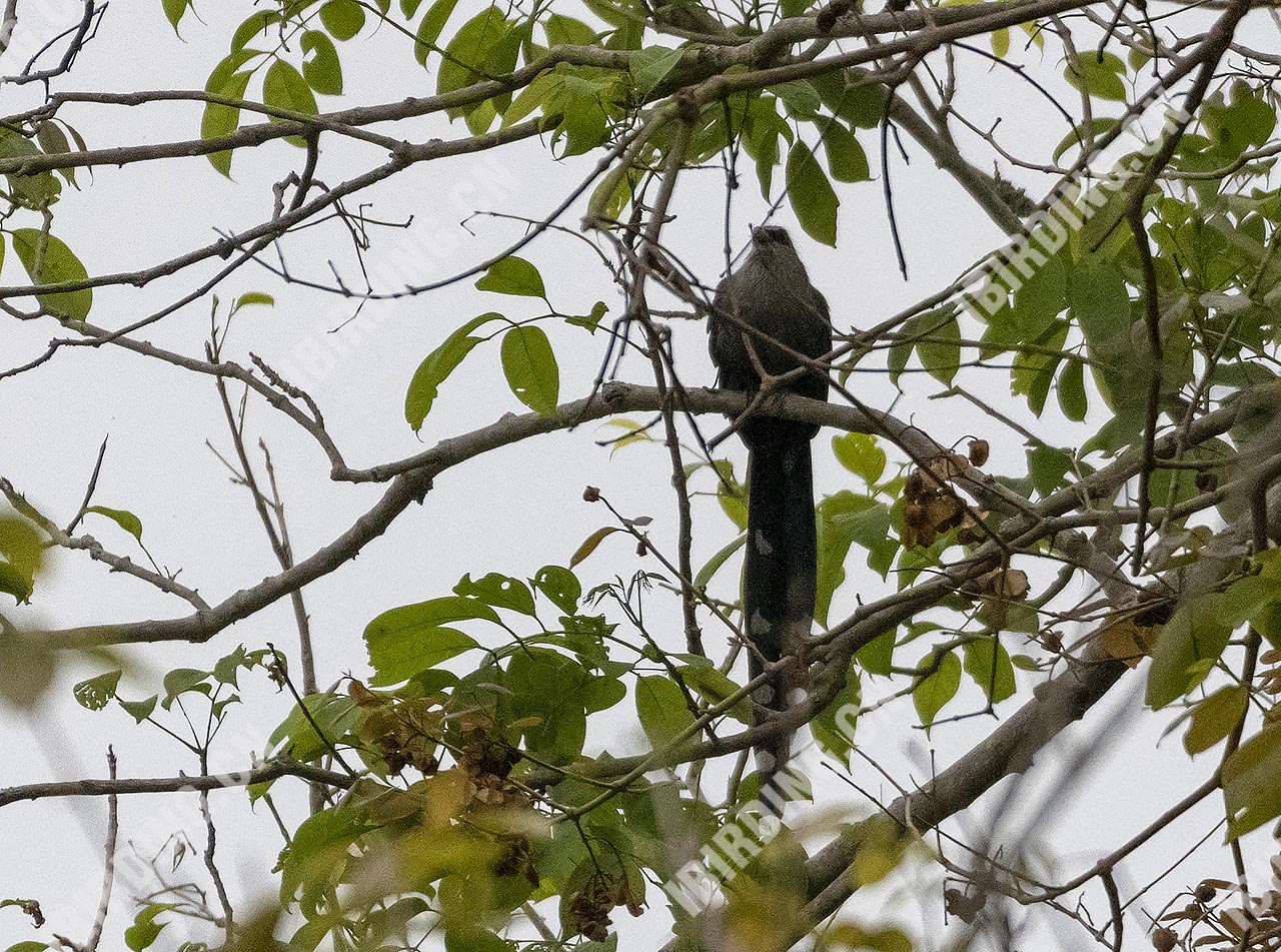 绿嘴地鹃 Green-billed Malkoha