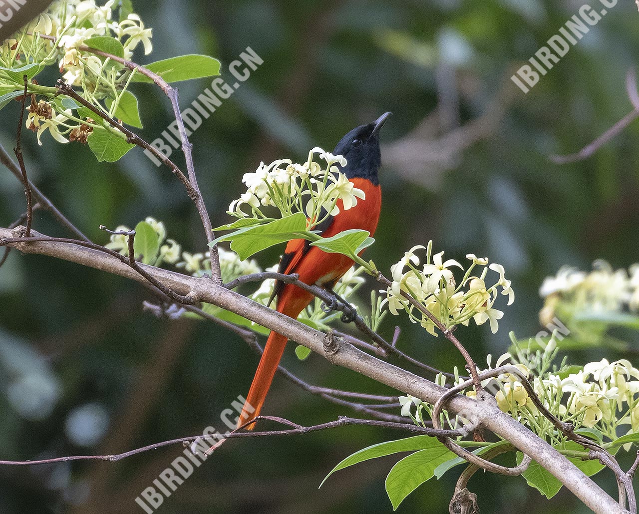 赤红山椒鸟 Scarlet Minivet