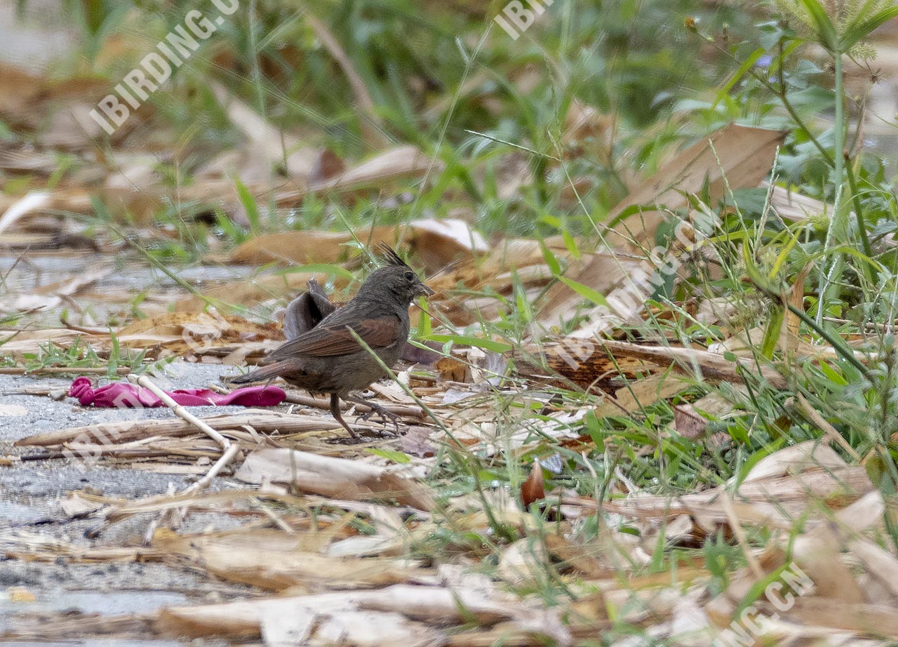 凤头鹀 Crested Bunting