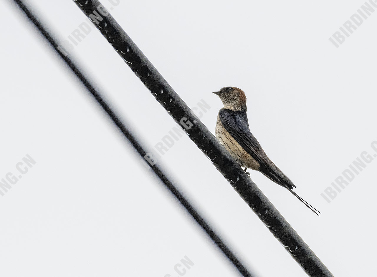 金腰燕 Red-rumped Swallow