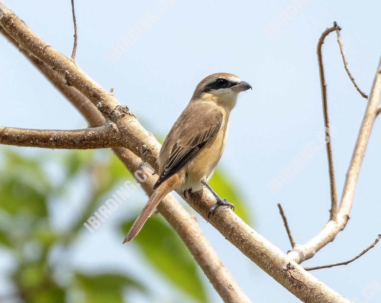 红尾伯劳 Brown Shrike