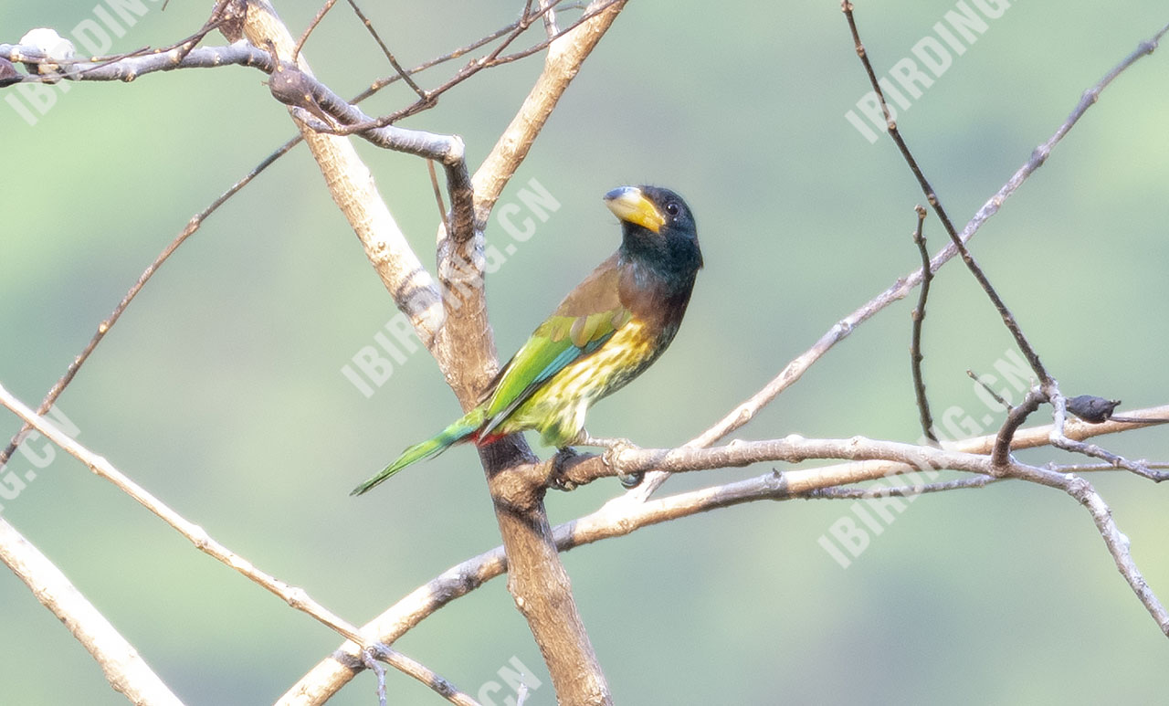 大拟啄木鸟 Greater Barbet