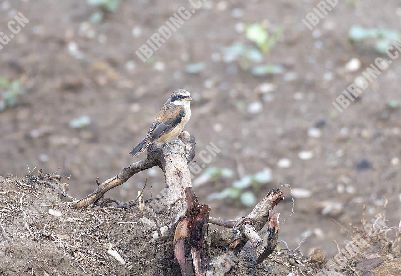 棕背伯劳 Long-tailed Shrike