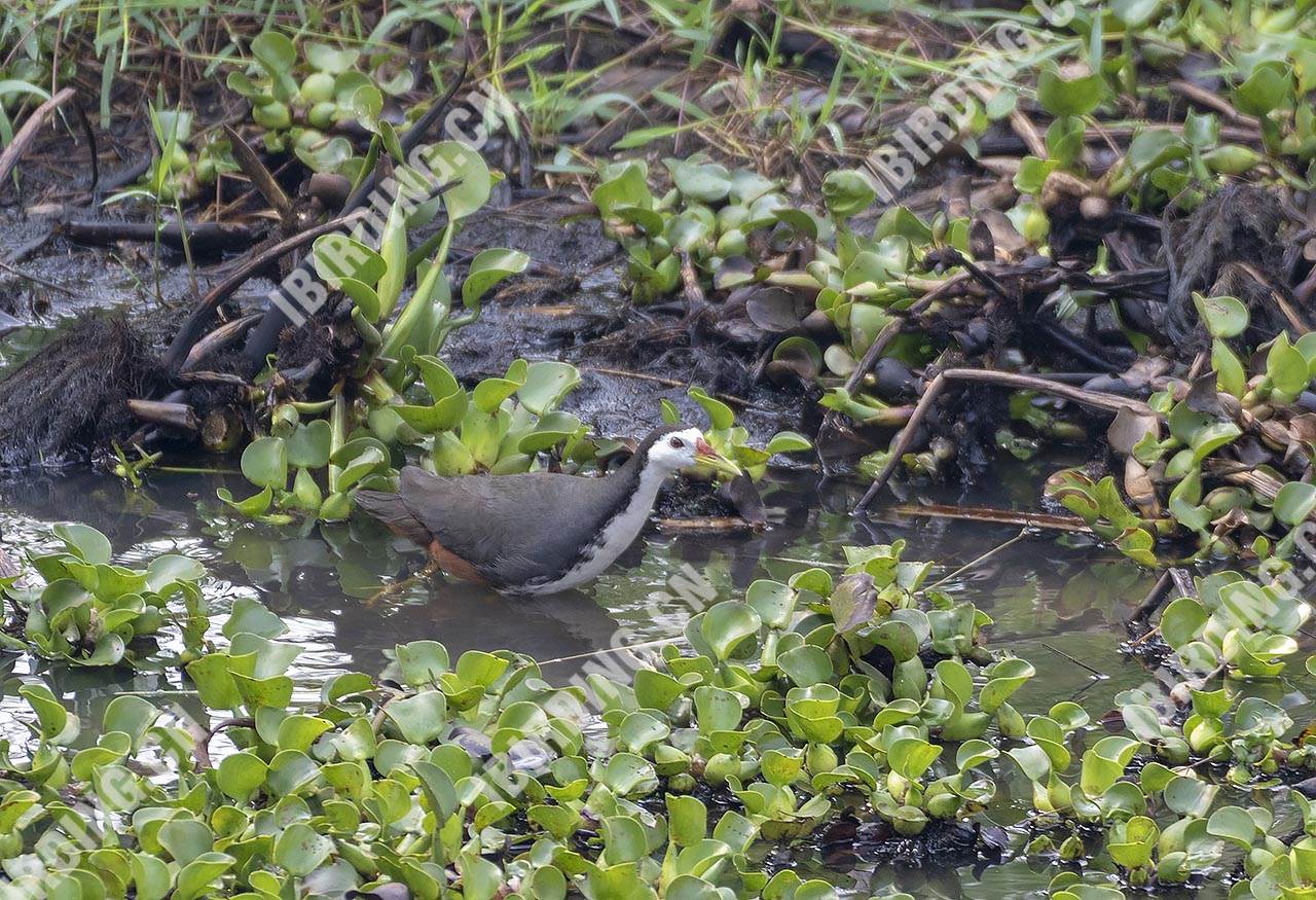 白胸苦恶鸟 White-breasted Waterhen