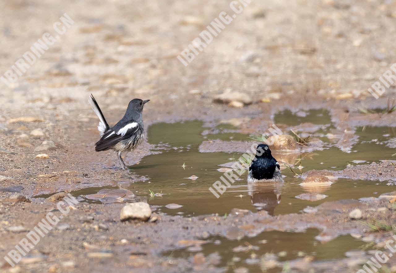 鹊鸲 Oriental Magpie-Robin