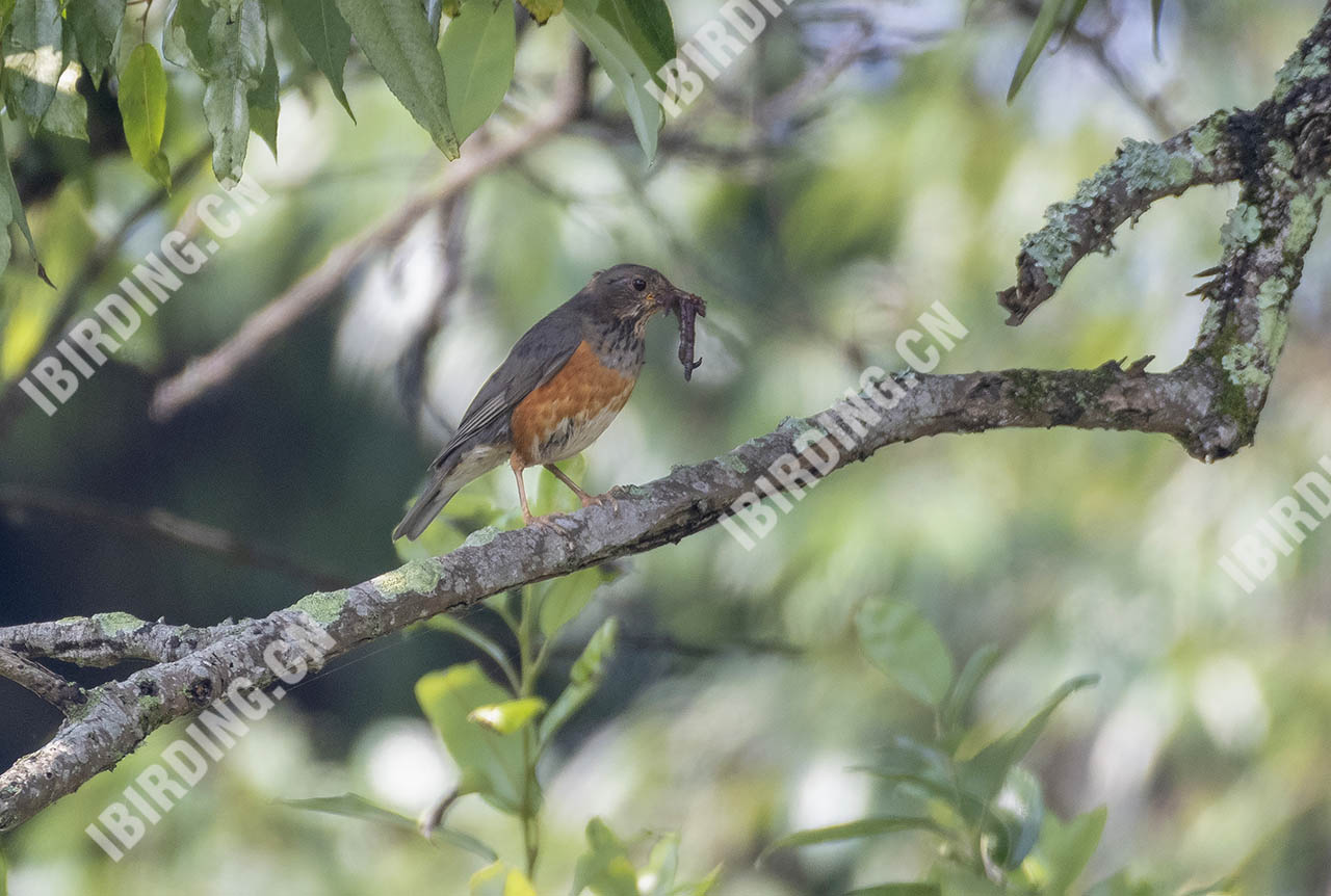 赤胸鸫 Brown-headed Thrush