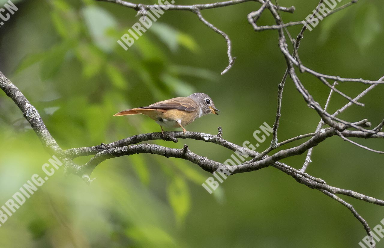 棕尾褐鹟 Ferruginous Flycatcher