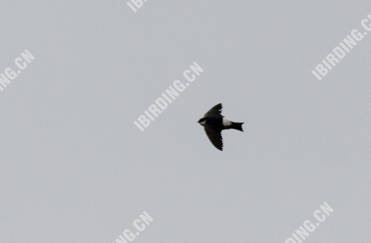 白喉针尾雨燕 White-throated Needletail