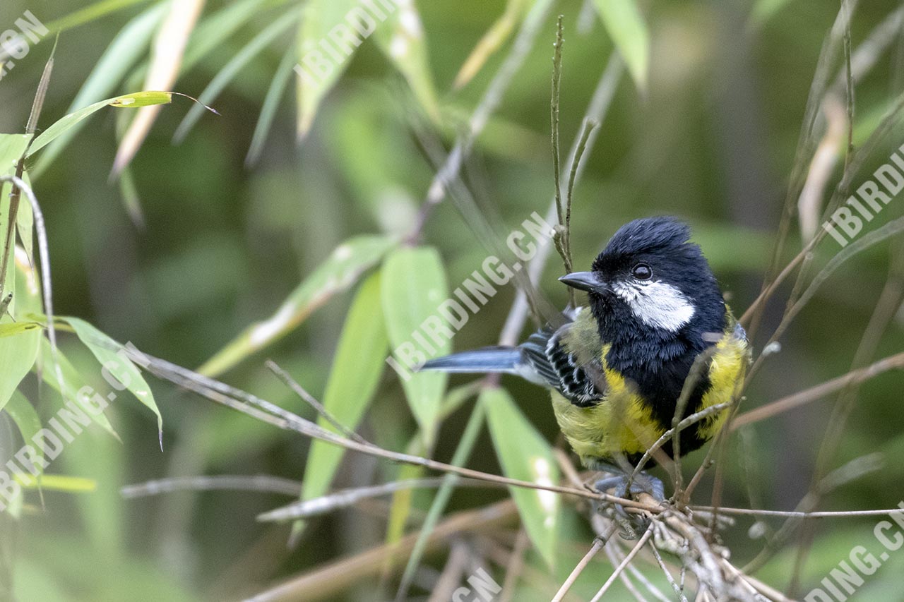 绿背山雀 Green-backed Tit