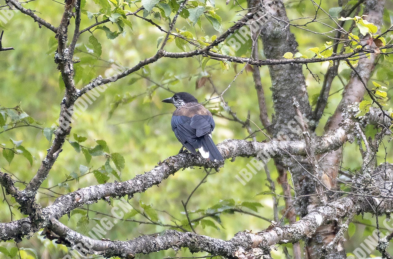 星鸦 Spotted Nutcracker