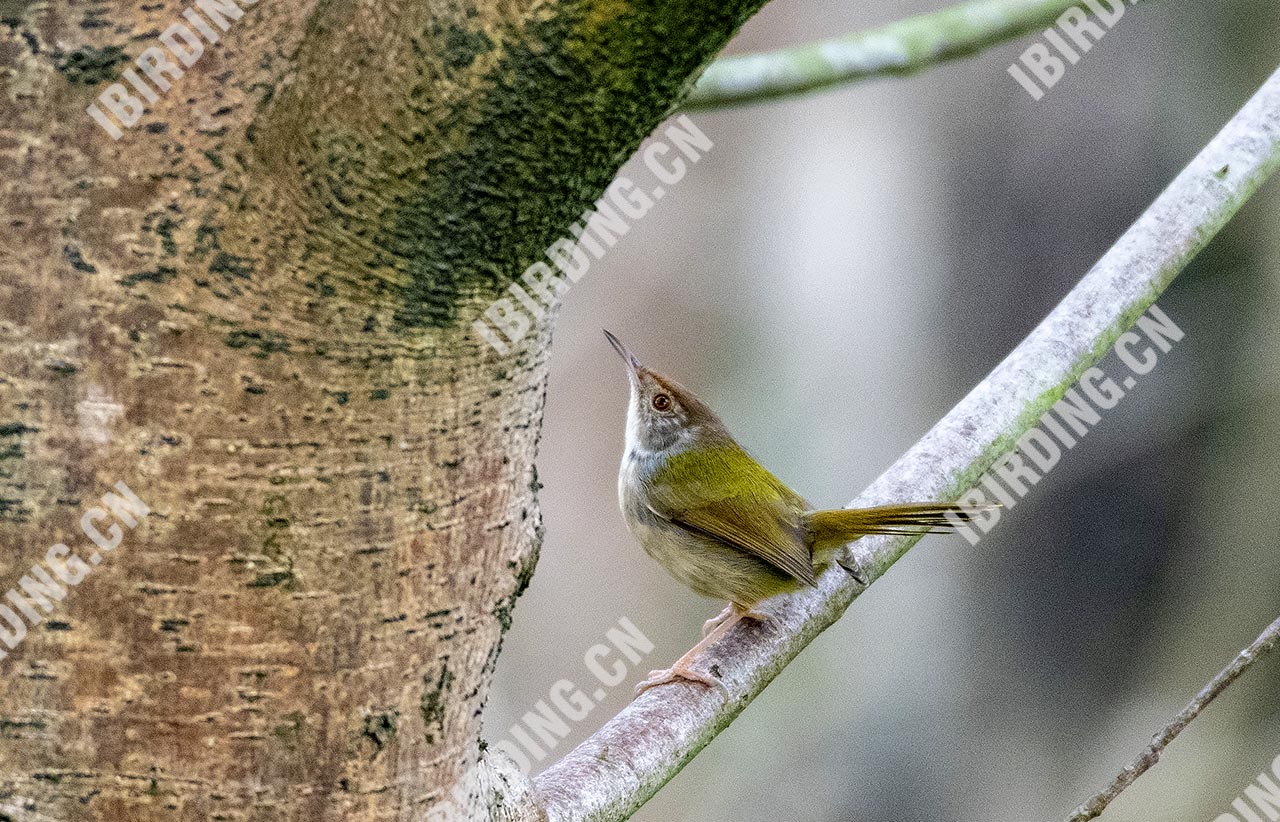 黄腹山鹪莺 Yellow-bellied Prinia