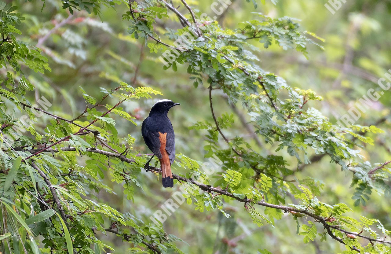 白顶溪鸲 White-capped Water-Redstart