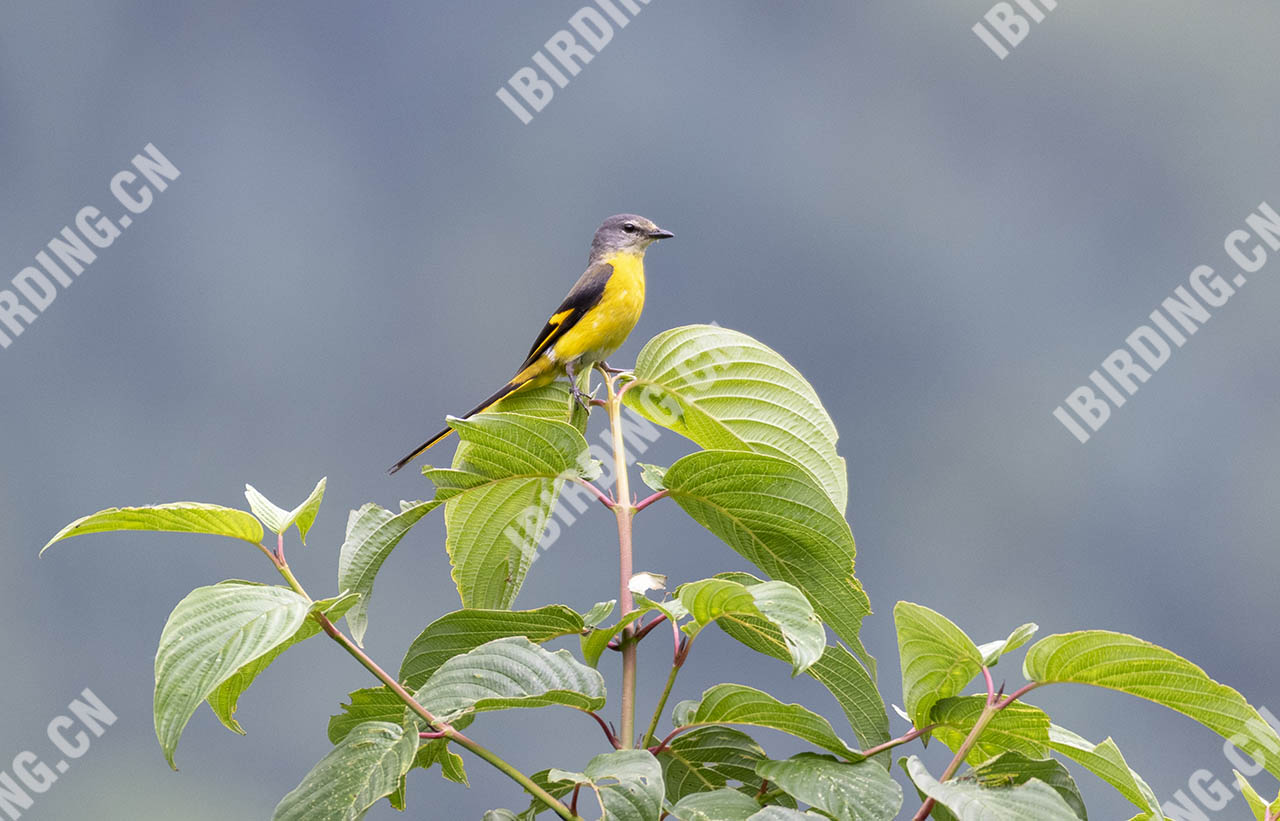 灰喉山椒鸟 Grey-throated Winivet