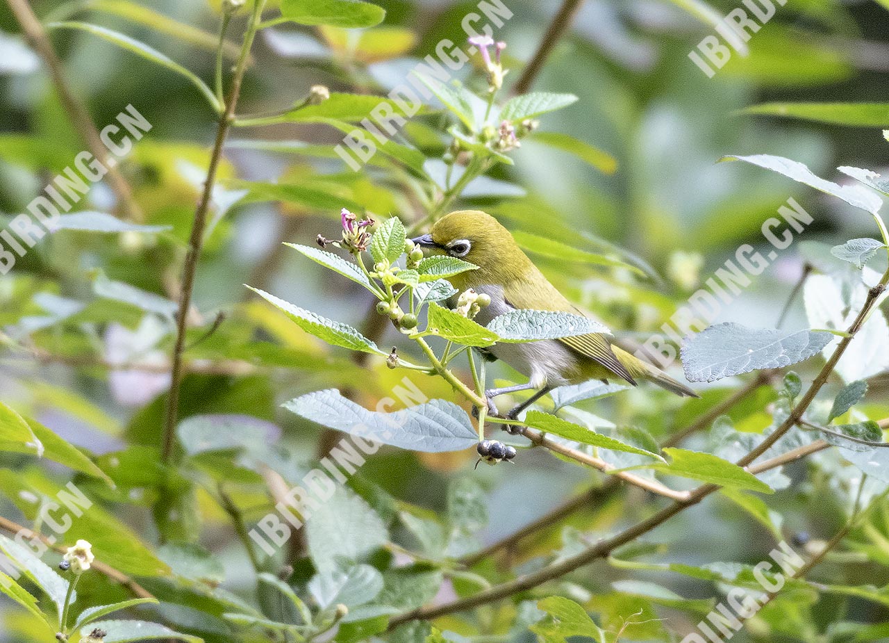 灰腹绣眼鸟 Oriental White-eye