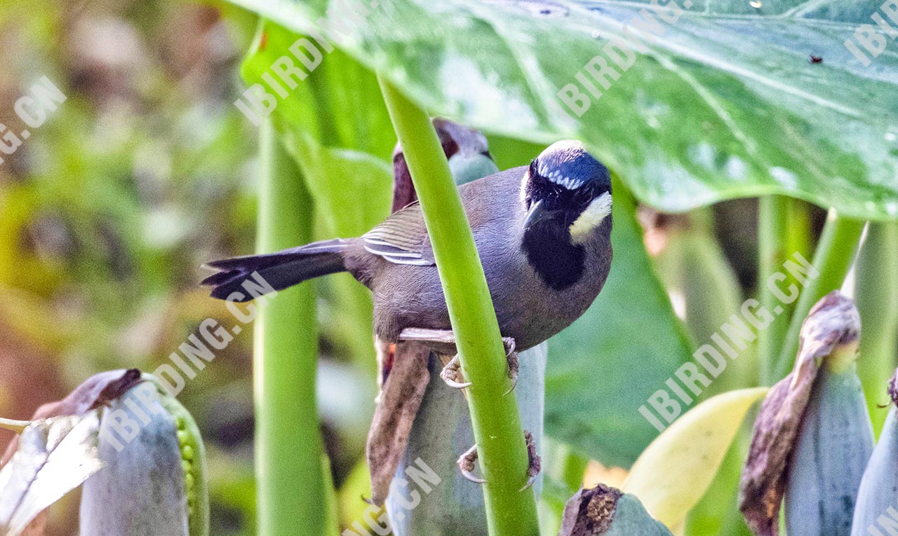 黑喉噪鹛 Black-throated Laughingthrush