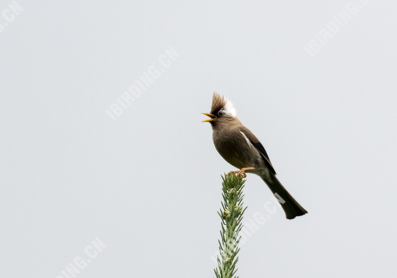 白领凤鹛 White-collared Yuhina