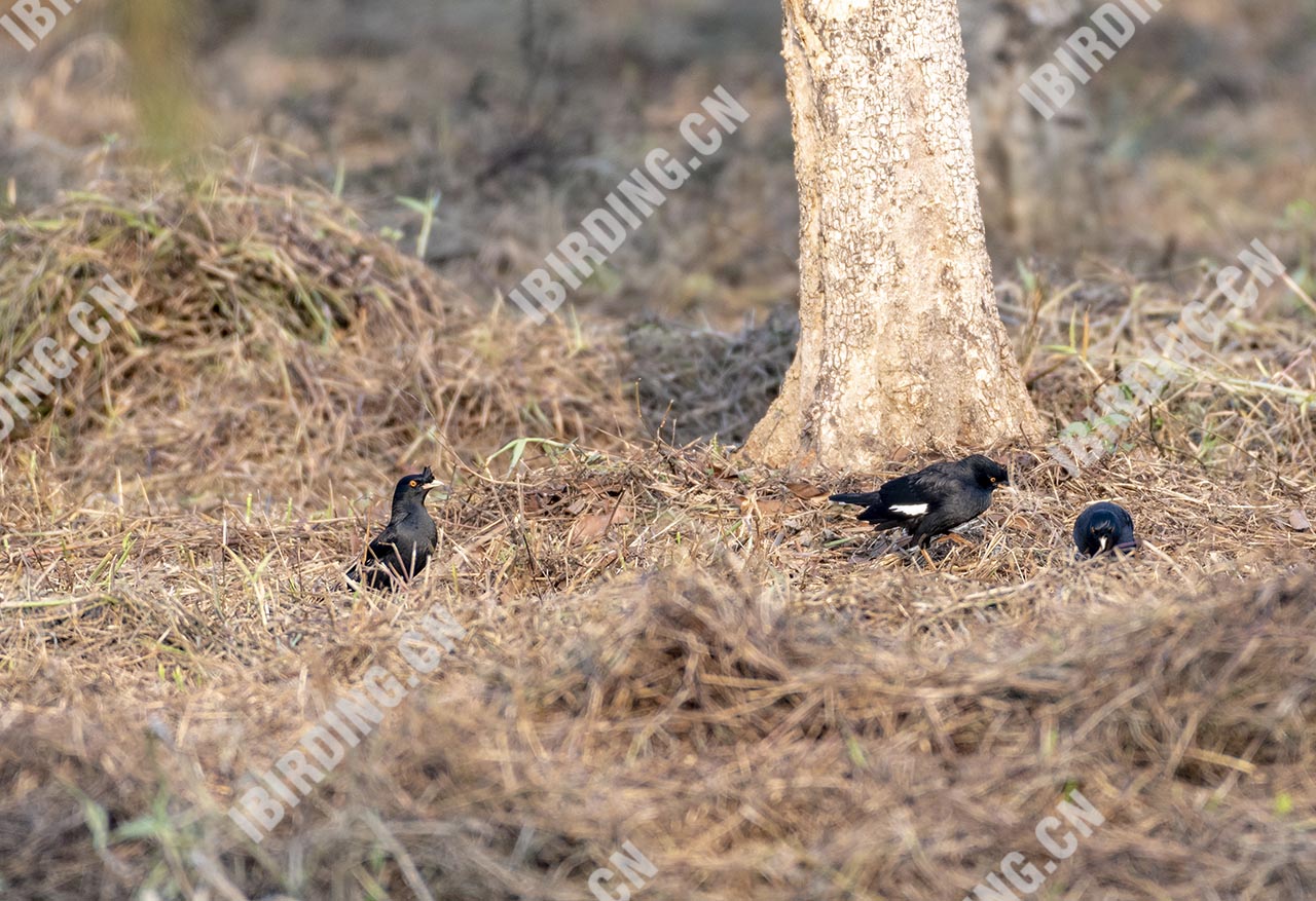 八哥 Crested Myna