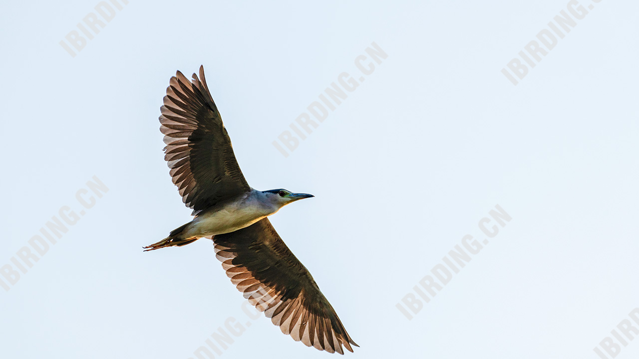 夜鹭 Black-crowned Night-Heron