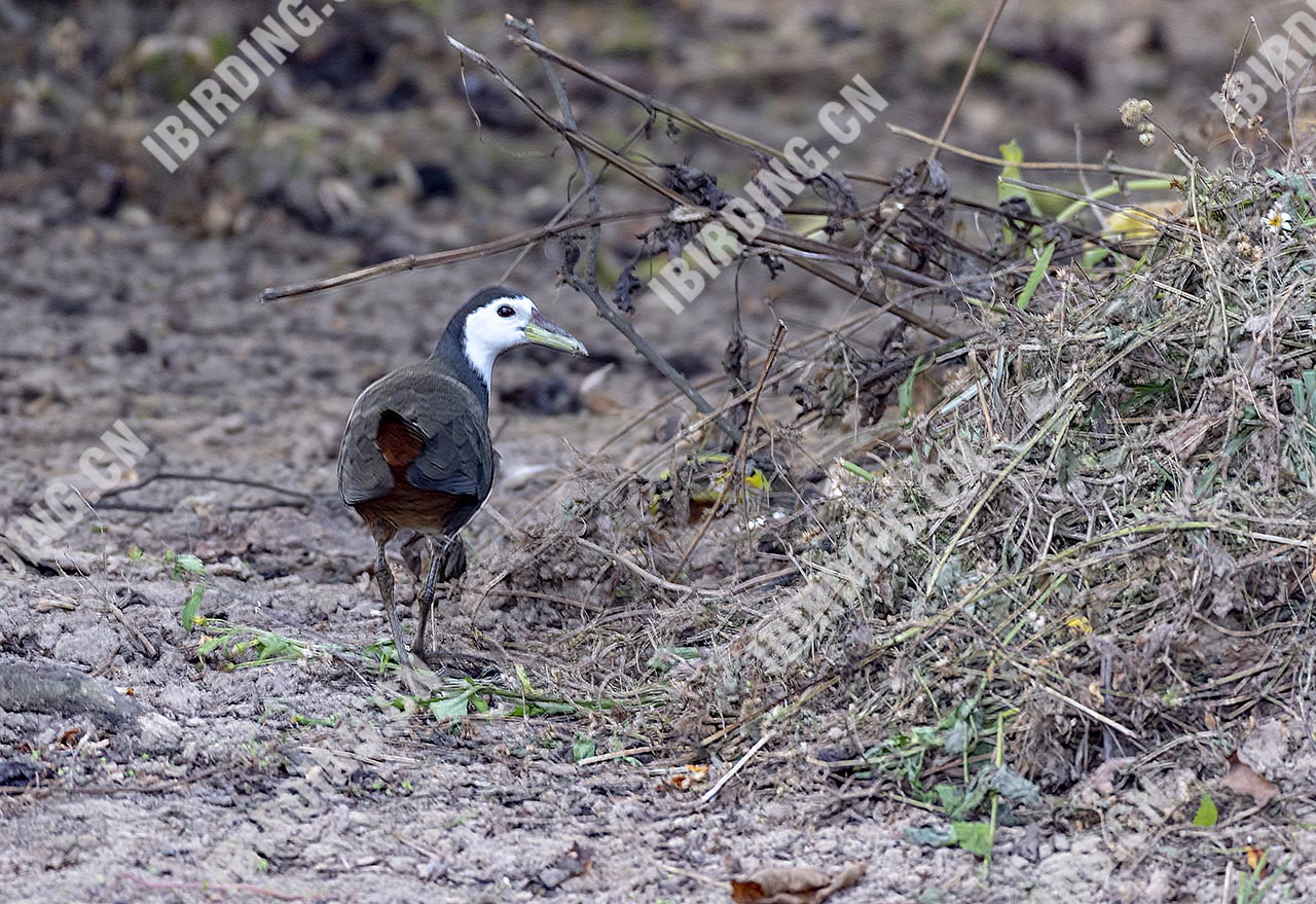 白胸苦恶鸟 White-breasted Waterhen