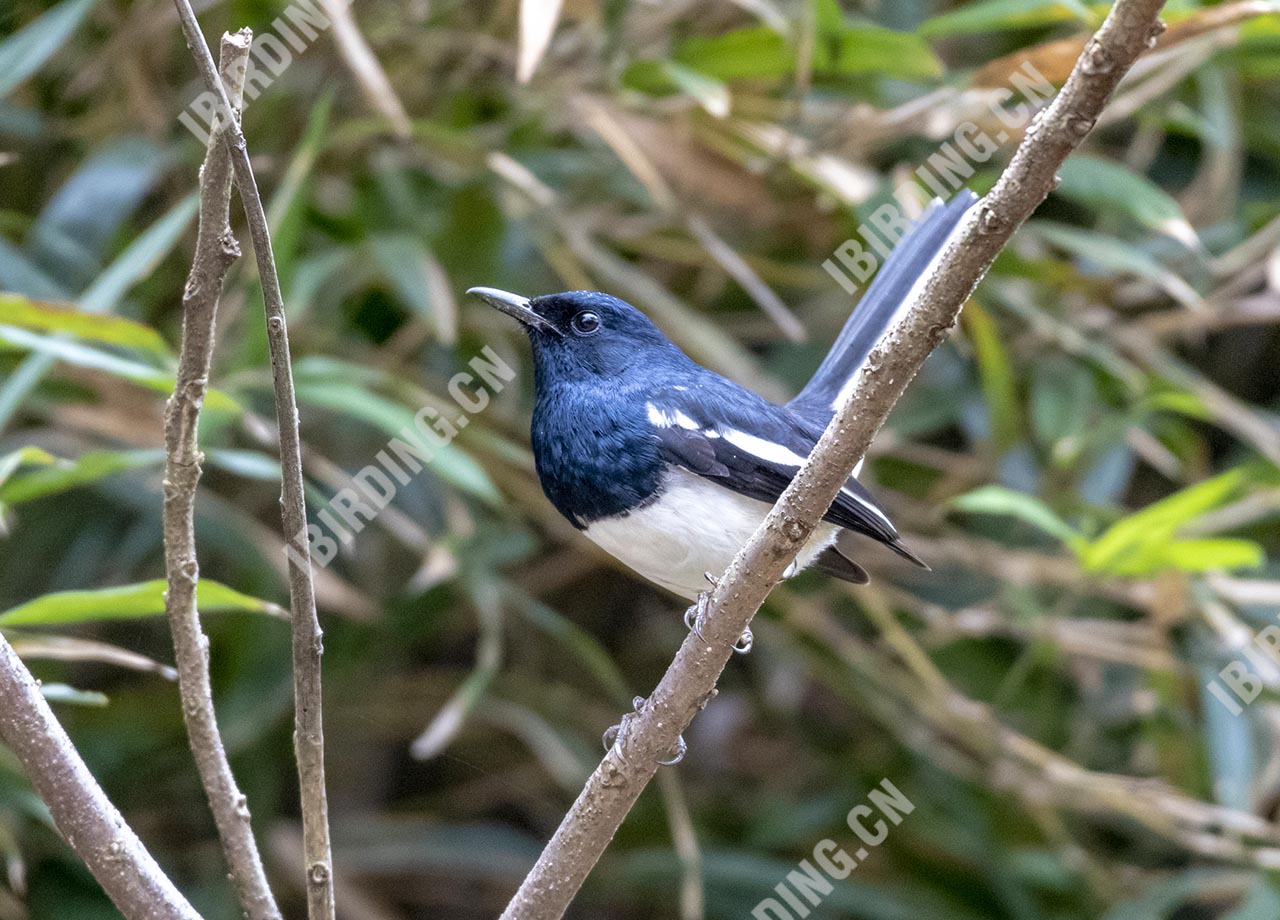 鹊鸲 Oriental Magpie-Robin