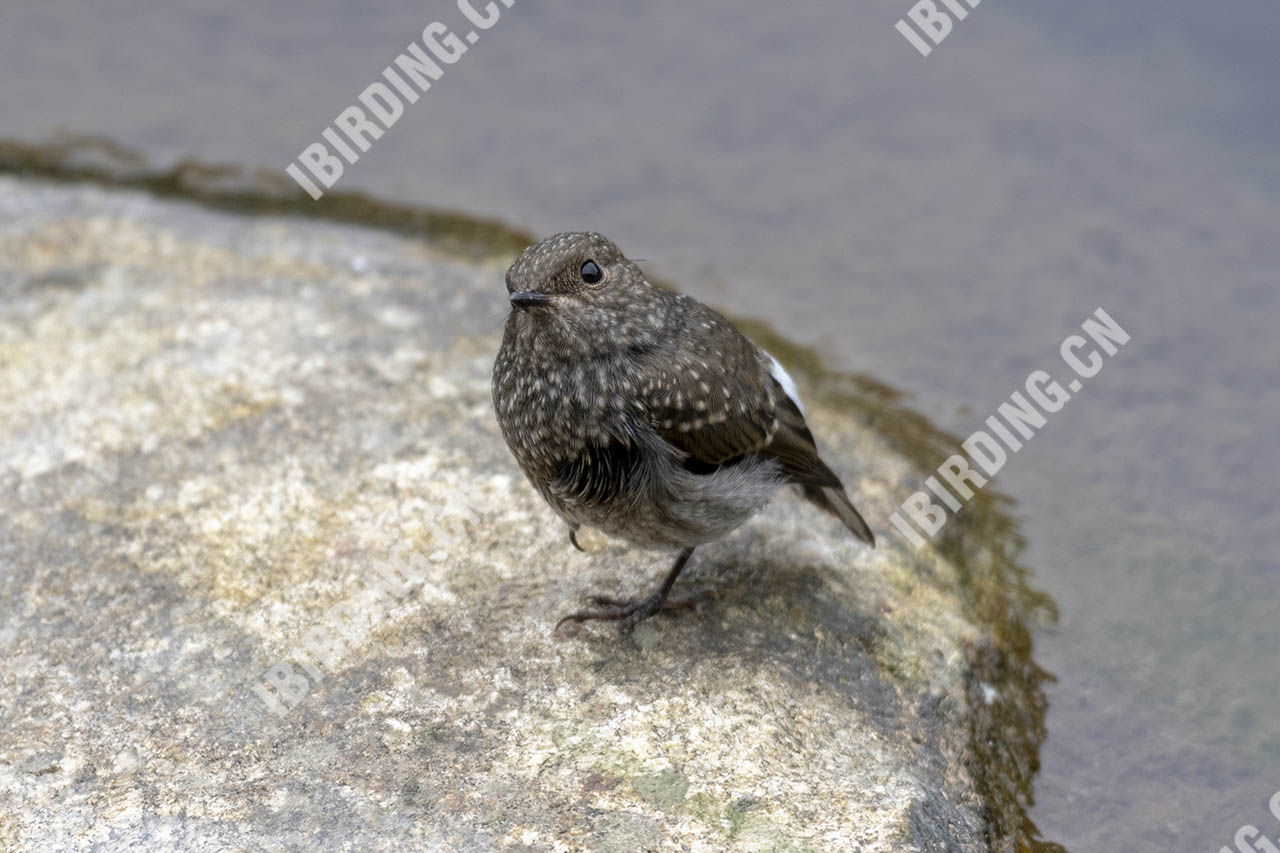 红尾水鸲 Plumbeous Water-Redstart