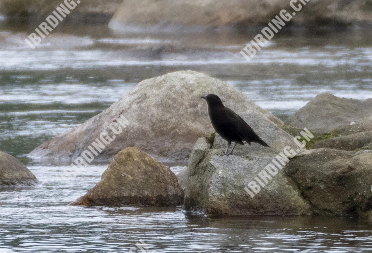 褐河乌 Brown Dipper